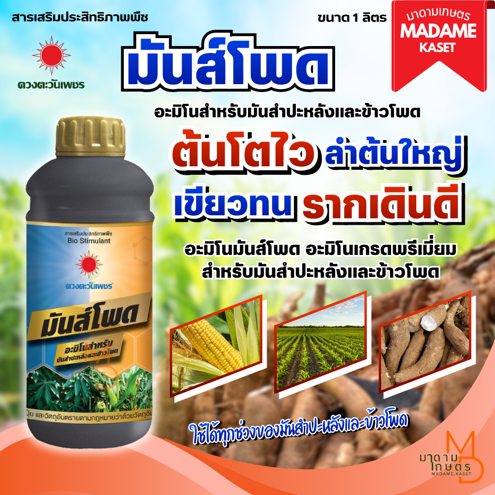 ใหม่! มันส์โพด ตราดวงตะวันเพชร (1 ลิตร) สำหรับมันสำปะหลังและข้าวโพด ต้นโตไว ลำต้นใหญ่ รากเดินดีสมบูรณ์