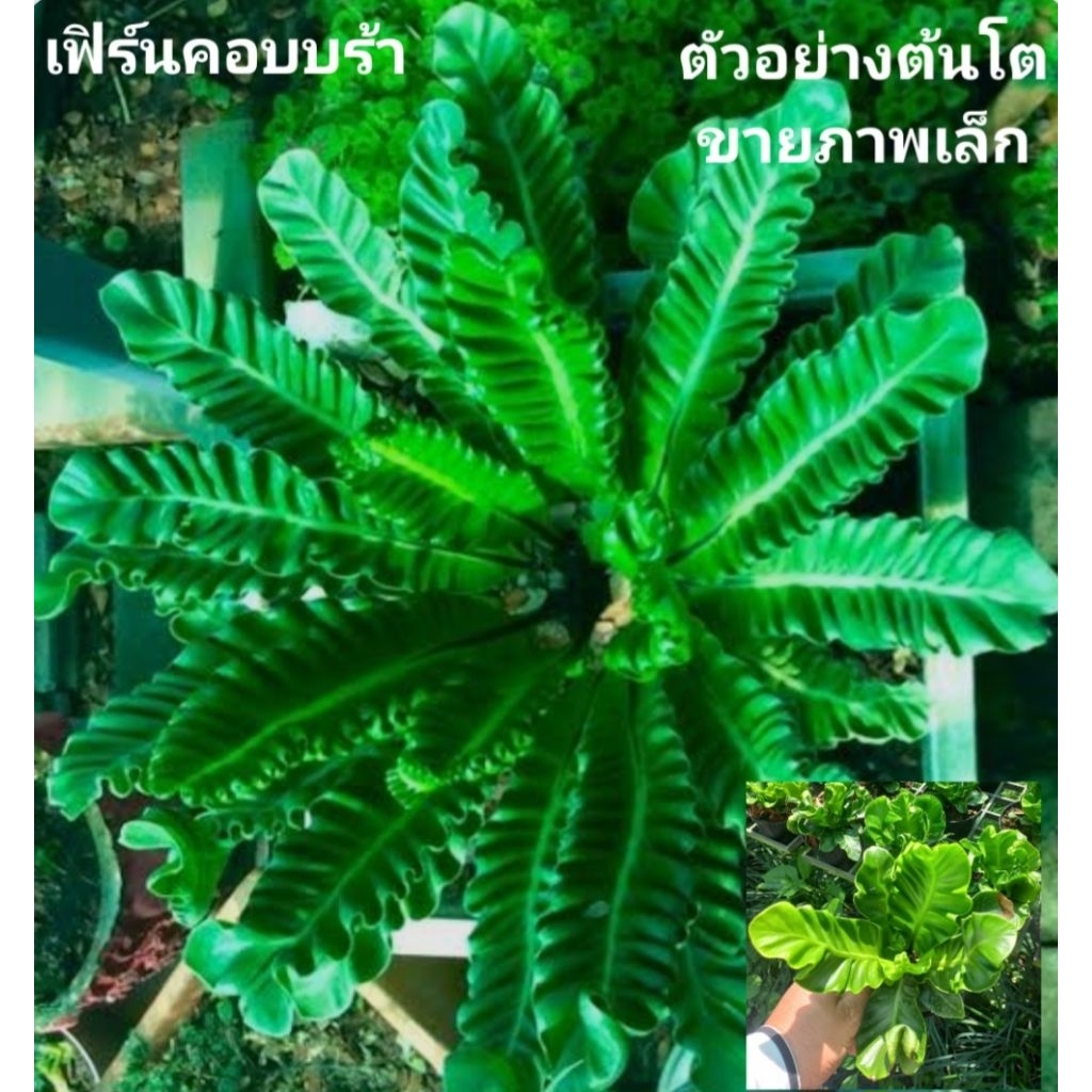 เฟิร์นคอบบร้า (Cobra Bird's Nest Fern)กระถาง 4นิ้ว