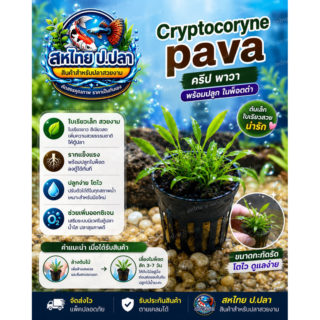 Cryptocoryne pava(คริป พาวา) Cryt.-เป็นไม้หน้าตู้ เป็นคริปที่เล็กที่สุด -เป็นไม้สีเขียว เหมาะสำหรับเป็นไม้หน้าตู้