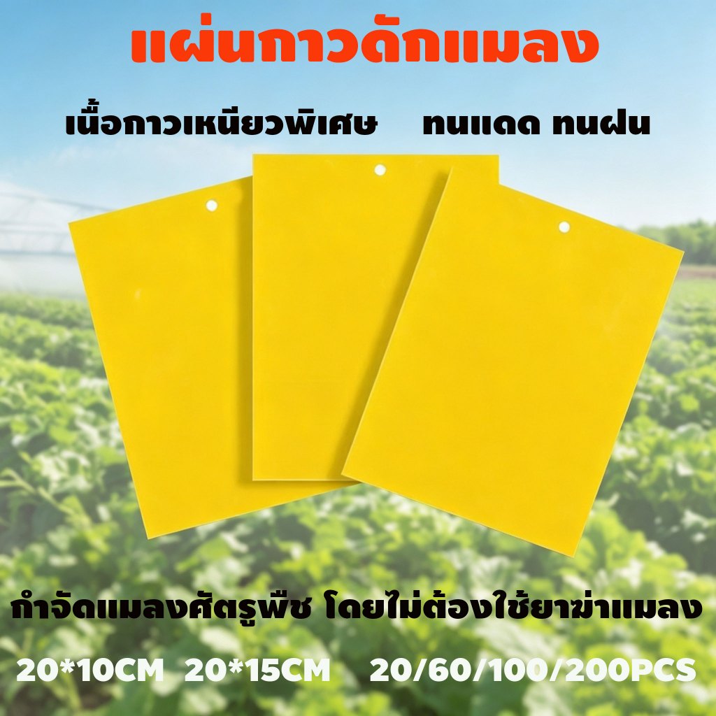 แผ่นกาวดักแมลง (มีกาวในตัว) มีให้เลือกหลายขนาด แพ็คละ 20/60/100/200 แผ่น ซื้อเย็นได้ราคาพิเศษ ป้องกันศัตรูพืชได้ผลเร็ว