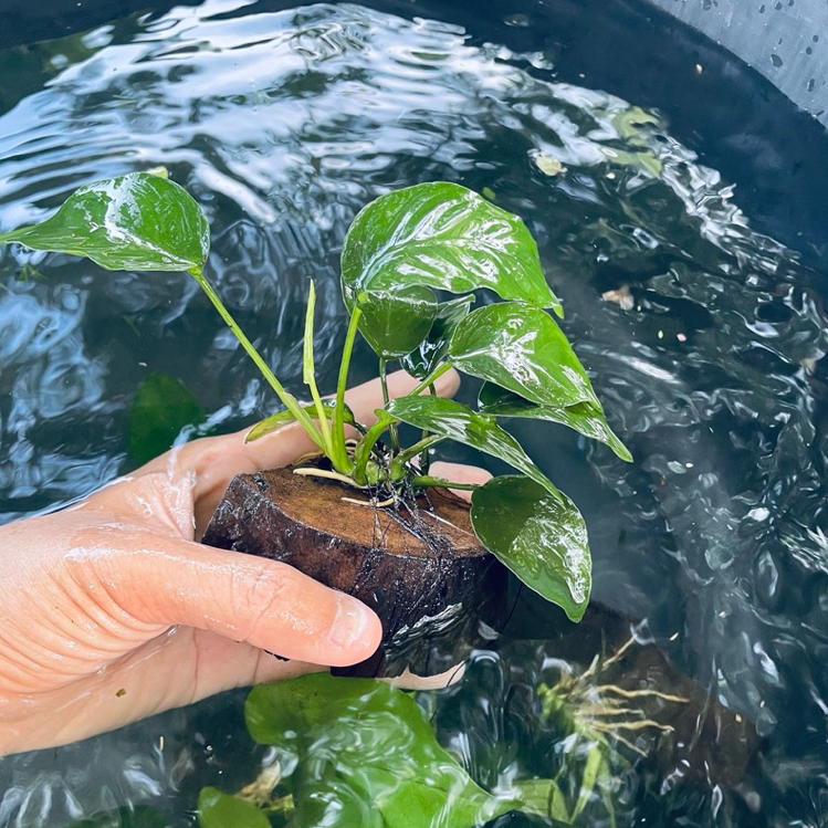 ต้นอนูเบียส Anubias พันขอนไม้ ไม้น้ำอึดทนทาน บัวอเมซอน ริบบิ้นแดง ลิ้นงู