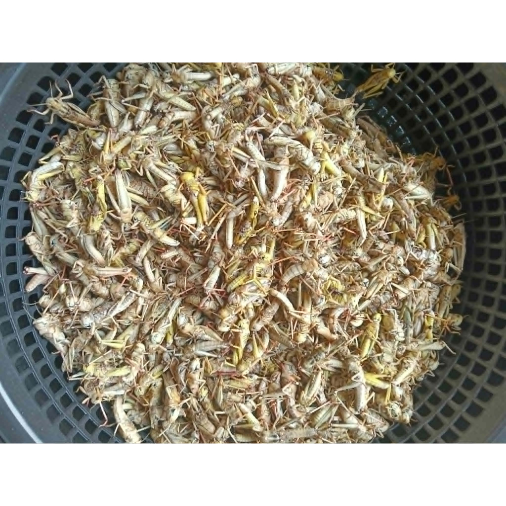 ตั๊กแตนปาทังก้าโมจีนเด็ดปีก 1 กิโลกรัม
