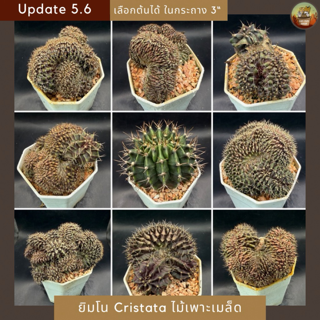 [Update 5.6] ยิมโนคริสตาต้า (Cristata) ไม้เพาะเมล็ดไซส์ใหญ่ คัดคุณภาพทุกต้น กระถาง 3” cactus จัดส่งแบบเปลือยรากเท่านั้น