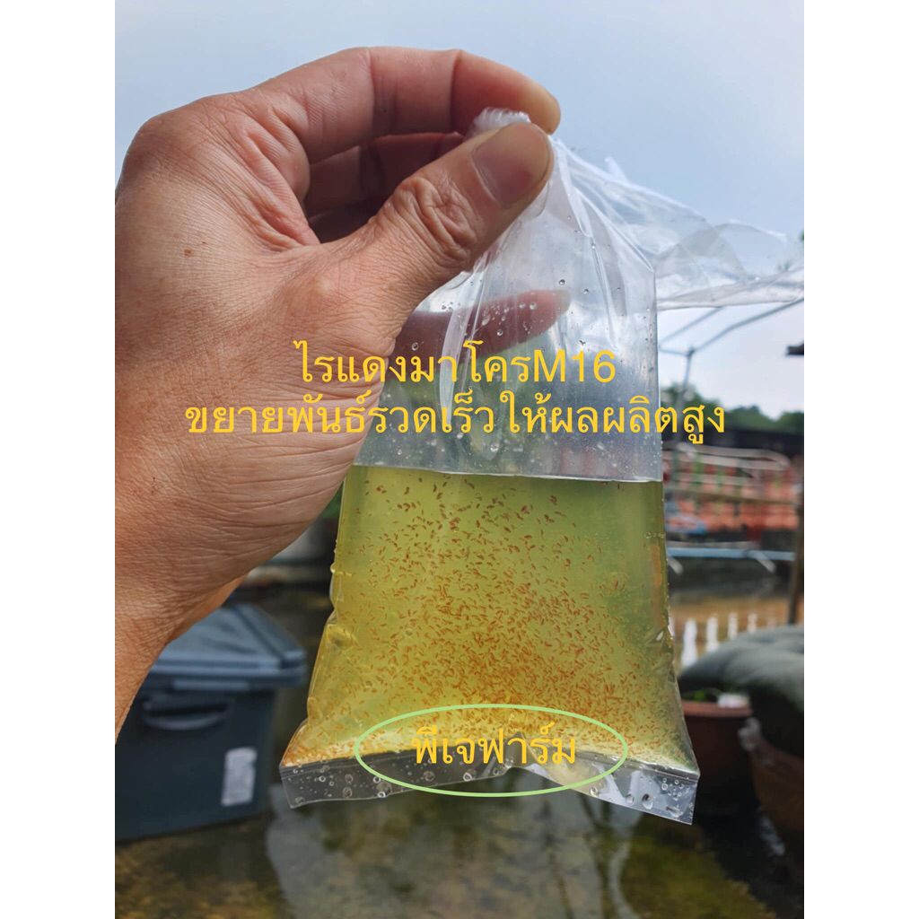 อาหารปลาไรแดงมาโคร โคปา สำหรับนำไปขยายพันธ์ แตกตัวดีมาก กินน้ำเขียวเก่ง ถ่ายวีดีโอขณะแกะกล่องเคลมฟรี ปลอดโรติเฟอร์