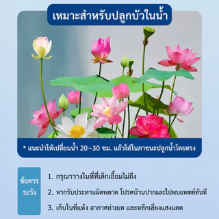 ส่งสินค้าทุกวัน ปุ๋ยบัว 150/200g ปุ๋ยไม้น้ํา บำรุงราก เร่งดอก สีสันสดใส บำรุงโตไว ไม่มีอันตรายกับปลา