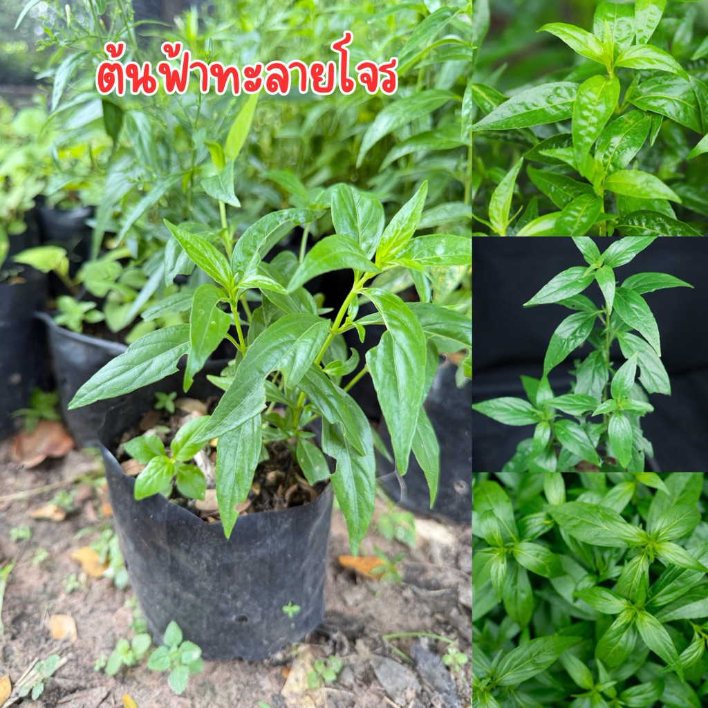 ต้นฟ้าทลายโจร พร้อมปลูก สูง30เซน ชุด2ต้น