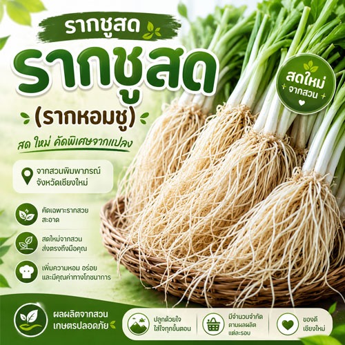 รากซู  รากหอมชู รากชู 1 กก. ผักจิ้มกับน้ำพริก มีต้นและรากทุกกล่อง