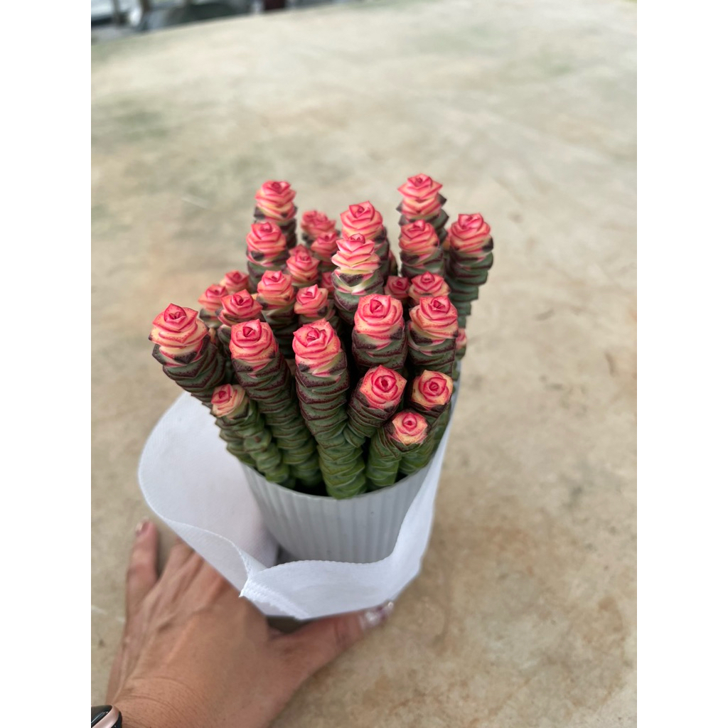Crassula Baby necklace.#สปริงชมพู #หนอนสปริง ตัวกลาง #ไม้อวบน้ำกุหลาบ🐛🐛เลี้ยงง่ายตายยาก ส่งทั้งกระถางยิ่งแดด☀️