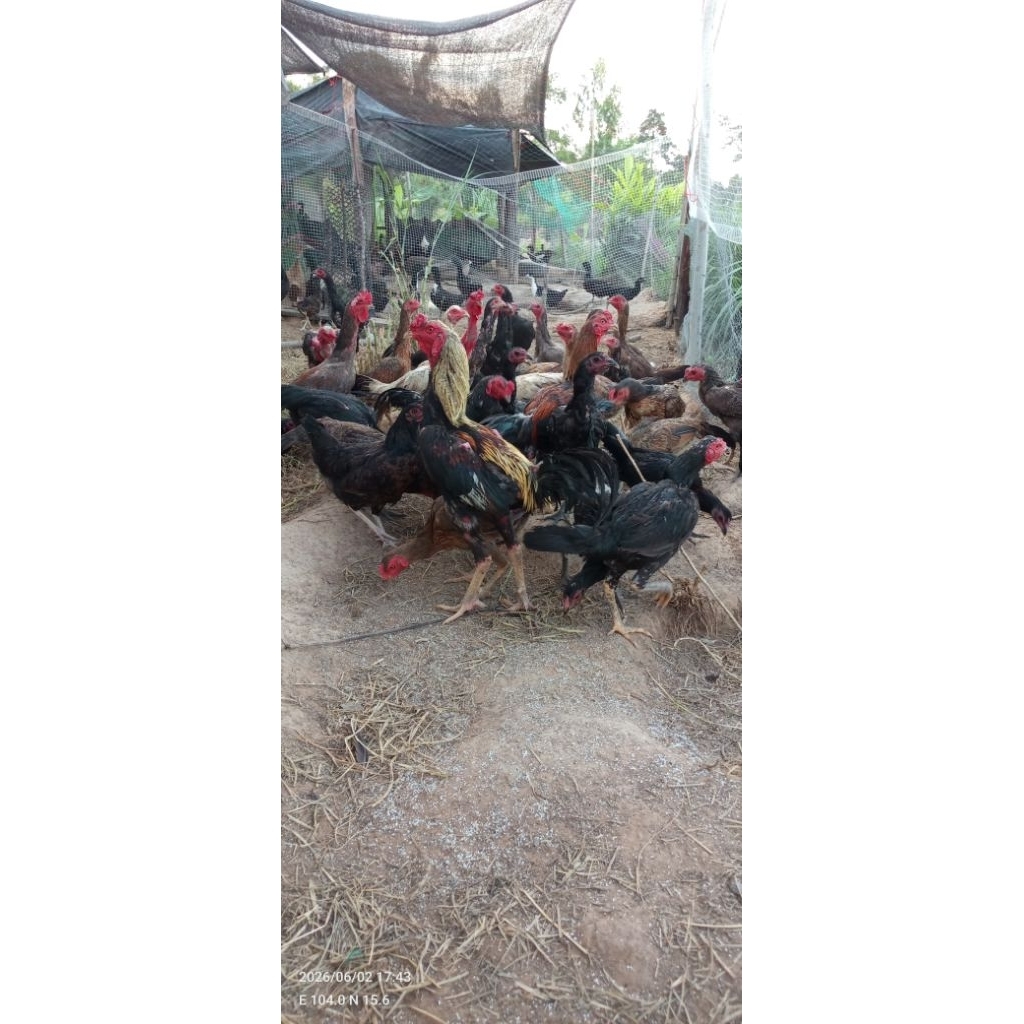 ไข่เชื้อ ไก่บ้าน ไก่พื้นเมือง 1ชุด 5ฟอง เก็บสดใหม่