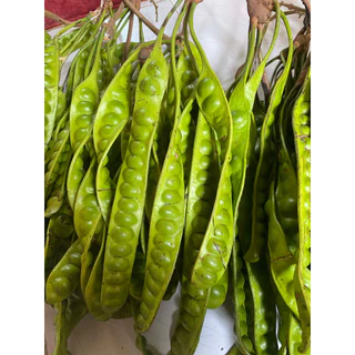 สะตอใต้ 10ฝัก สดๆ จากสวนค่ะ