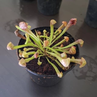 ซาราซีเนีย (สกาเล็ตเบล) พืชกินเเมลง Sarracenia 'Scarlet Belle' hybrid ( (S. leucophylla × psittacina)