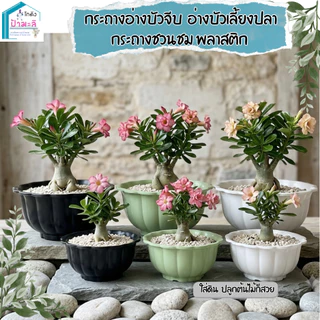 อ่างบัวจีบ อ่างบัวเลี้ยงปลา กระถางชวนชม พลาสติกอย่างดี ขนาด 12 และ 20 นิ้ว