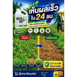 🌿 WEEDOUT นวัตกรรมเกษตรสีเขียว ขนาด 1,000ml. ส่งฟรี ของแท้ ดูแลแปลงปลูกอย่างมีประสิทธิภาพ ลดภาระการกำจัดหญ้า