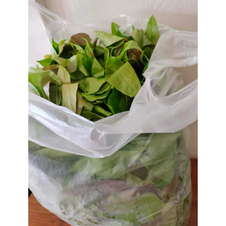 🌱ผักเหลียงสด ใบเหลียงอ่อน 🌱 คัดใบเก็บใหม่ทุกวัน ส่งตรงจากชุมพร ผักเหลียงออร์แกนิก ปลอดสารพิษเคมี 100 %