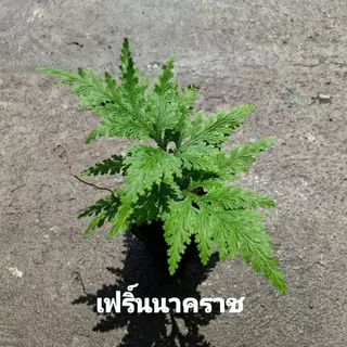 เฟิร์น รวมเฟิร์น รวมเฟริ์น หลายสายพันธุ์
