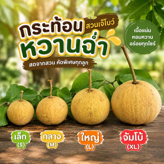 กระท้อนปุยฝ้าย (ตอนนี้สวนเชียงใหม่)อมเปรี้ยว50% อมหวาน50% เนื้อฟู เลือกขนาดไซด์ได้