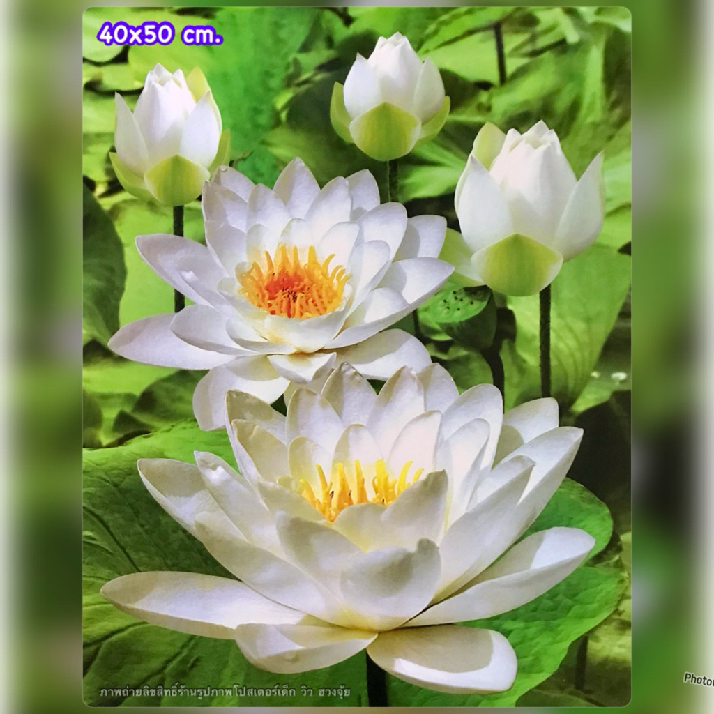 ภาพโปสเตอร์ ดอกบัว ตกแต่งผนัง ขนาด 40x50 cm./60x89 cm.โปสเตอร์ภาพพิมพ์ลงกระดาษไม่มีกาวในตัวใช้เทปโฟมกาวสองหน้าติดกับผนัง
