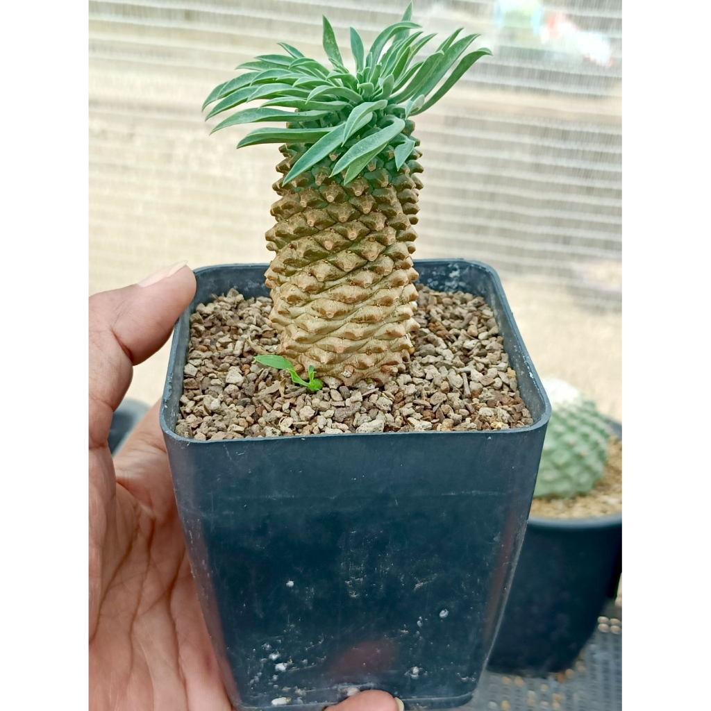 ยูโฟเบีย คิริน (Euphorbia Sotetsu Kirin) ไม้สายพันธุ์นำเข้าจากญี่ปุ่น