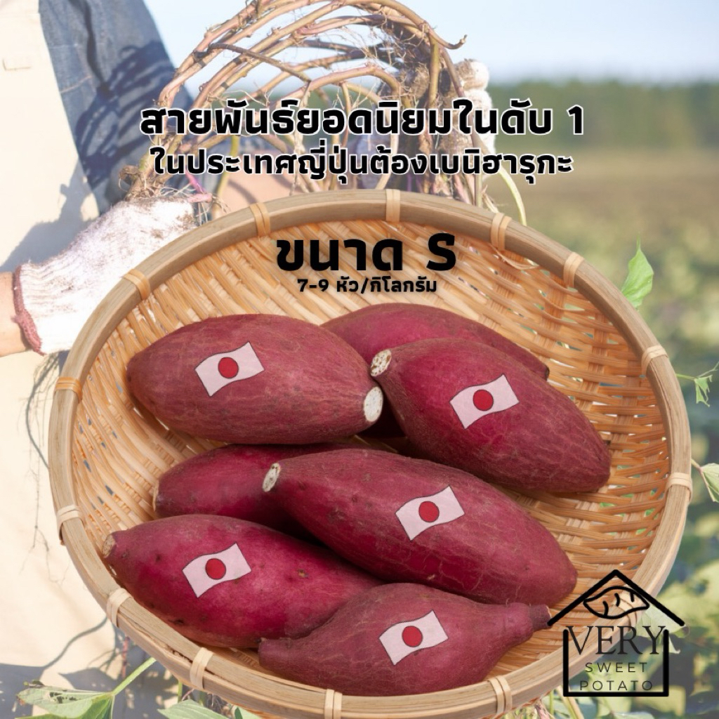 มันหวานญี่ปุ่น เบนิฮารุกะ S นำเข้าจากประเทศญี่ปุ่นแท้