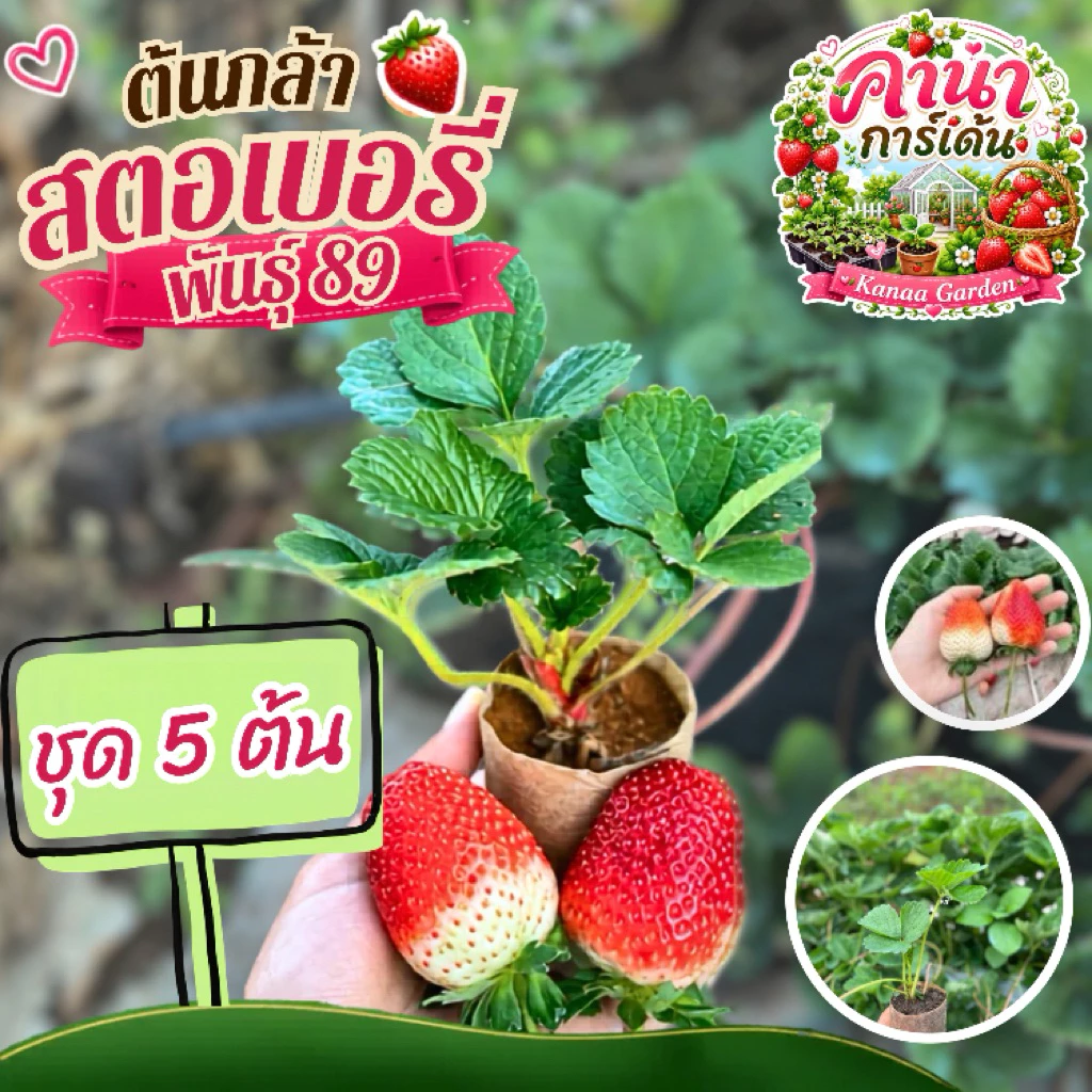 ต้นกล้าสตอเบอรี่พันธุ์ 89 ชุด5ต้น (ลูกใหญ่)