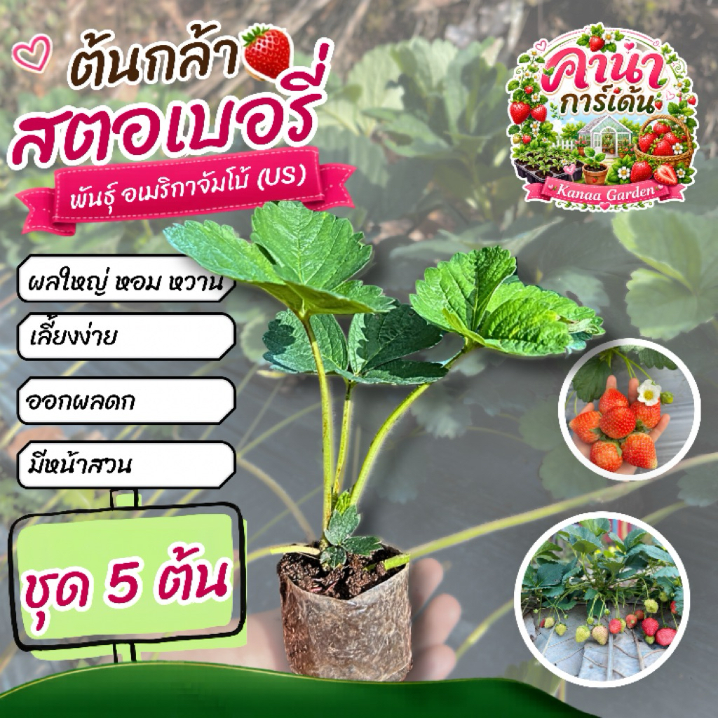 ต้นกล้าสตอเบอรี่พันธุ์อเมริกาจัมโบ้(US) ชุด 5ต้น/พร้อมจัดส่ง