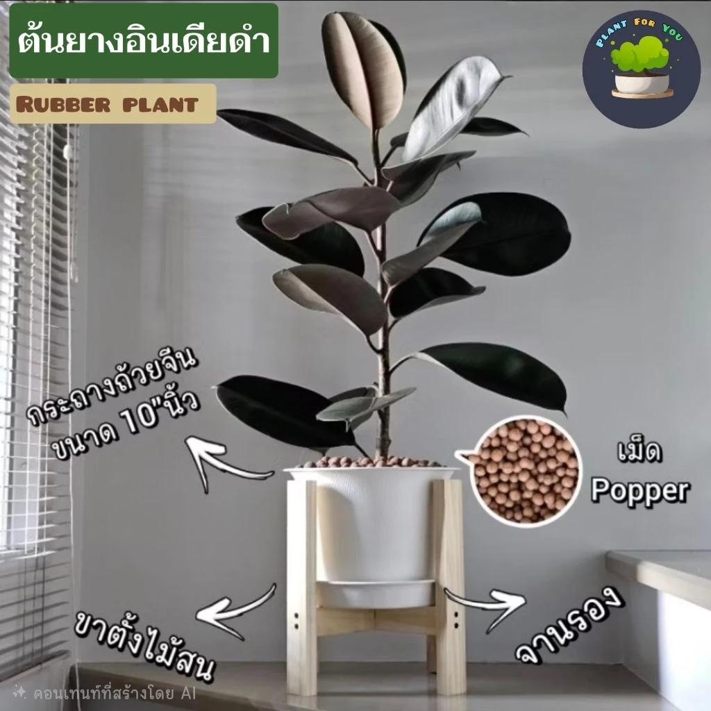 🌳ต้นยางอินเดียดำ (ต้นใหญ่)Rubber Plantต้นไม้ฟอกอากาศ ต้นสูง65-80ซม.พร้อมกระถางครบชุดพร้อมปลูก