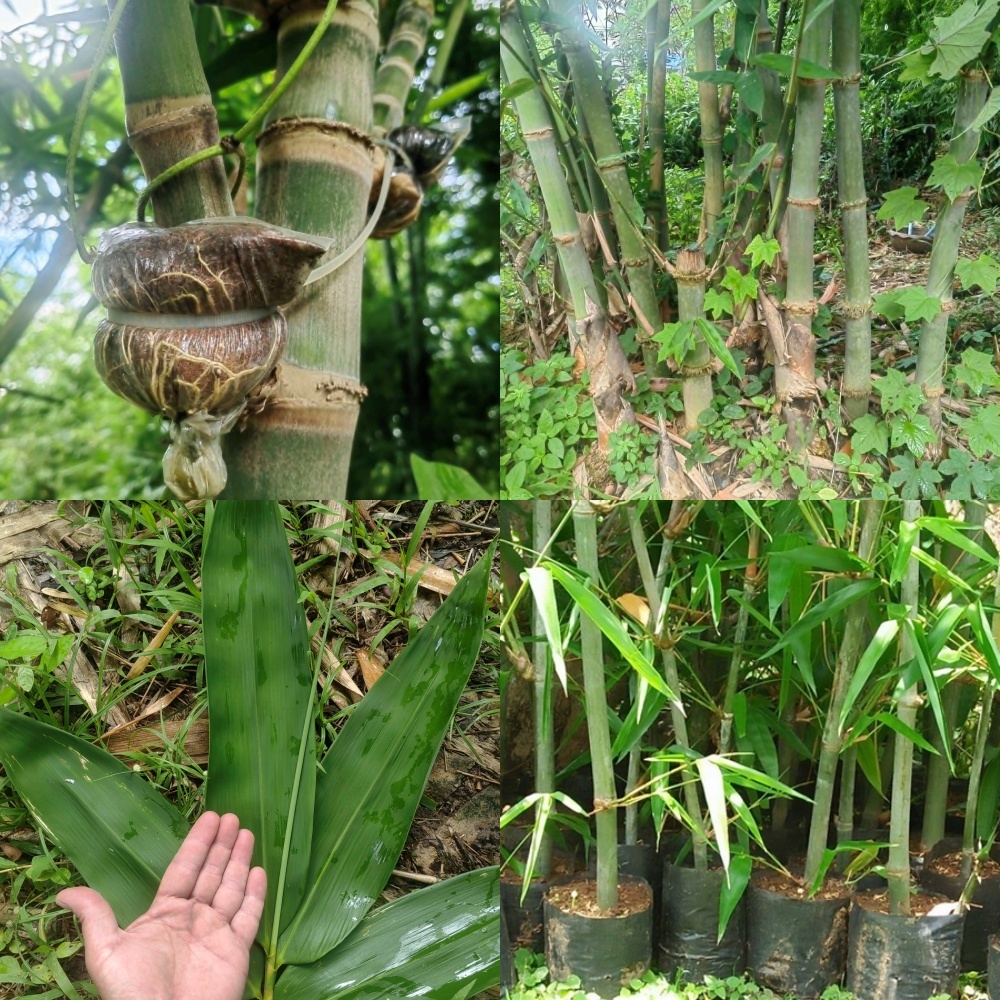 ต้นไผ่ติง ไผ่บ๊ะจ่าง สายพันธุ์แท้ 100% ไผ่พื้นถิ่นภาคใต้ ใบใหญ่ นิยมห่อ บ๊ะจ่าง กิ่งชำรากแน่น แข็งแรง ทนทาน โตเร็ว