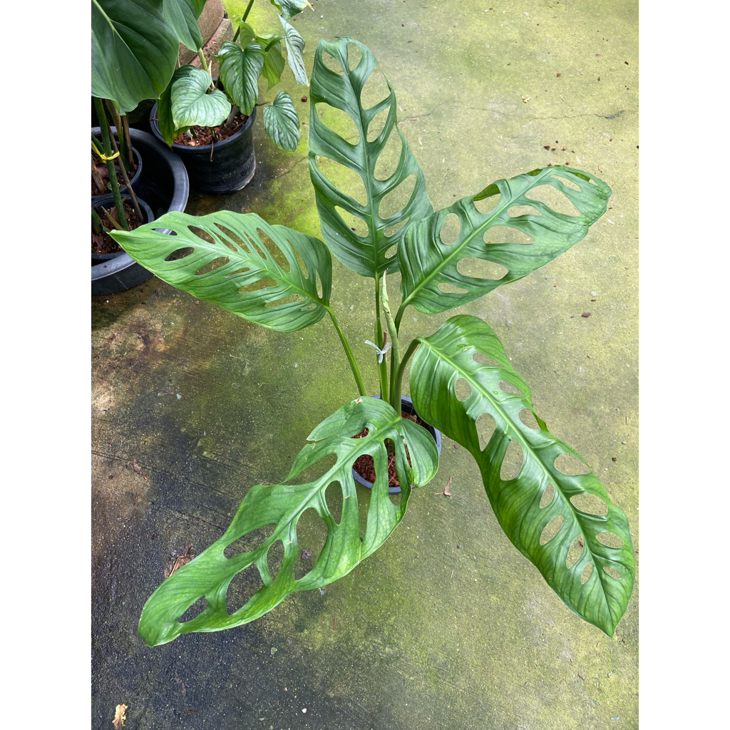 พลูฉลุยักษ์ monstera esqueleto• พลูฉลุยักษ์ หรือ monstera esqueleto.. ไม้เขียวสุดแสนจะมีเสน่ห์