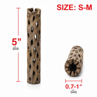 Cholla Wood 5inch ซื้อ 3 ชิ้น แถม 1 ชิ้น คัดพิเศษ ขอนไม้บ้านกุ้ง บ้านกุ้งแคระ กุ้งเรดบี