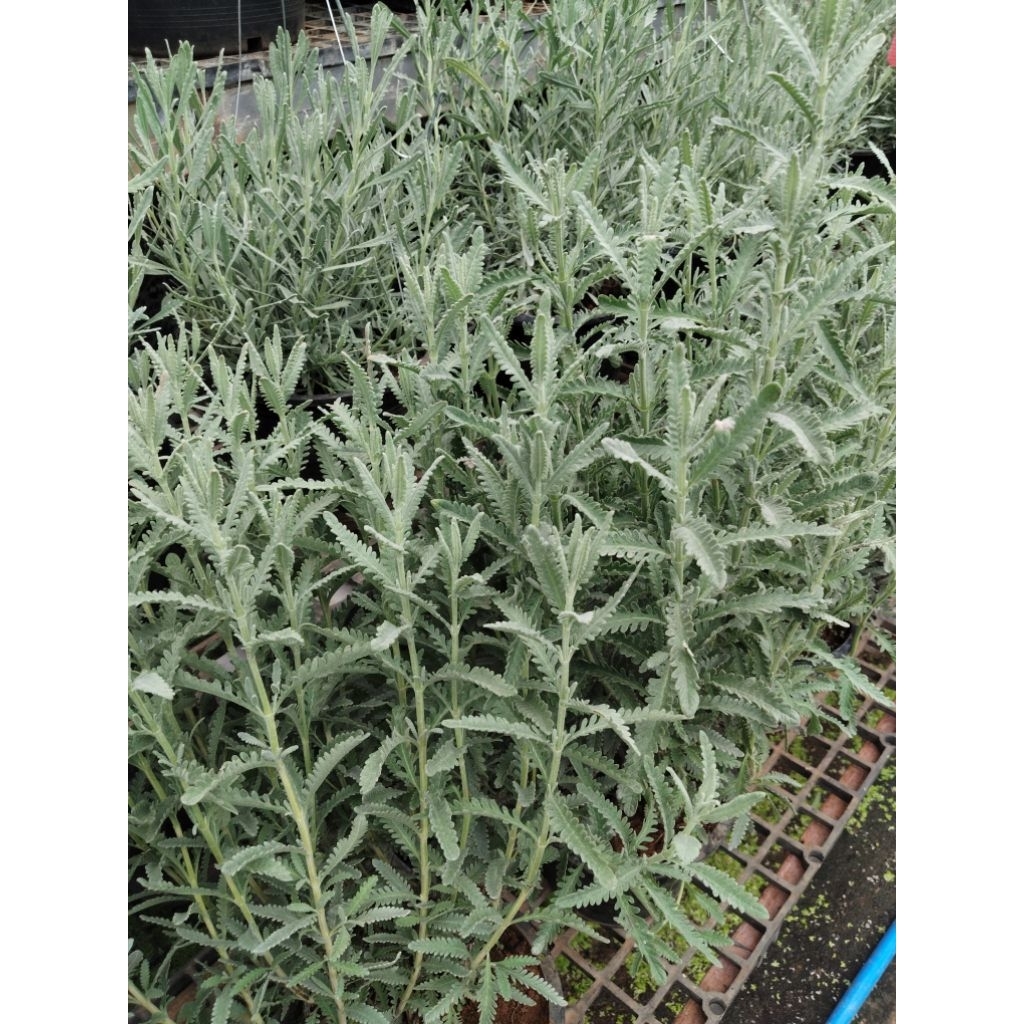 ลาเวนเดอร์กู๊ดวิน Goodwin Lavender