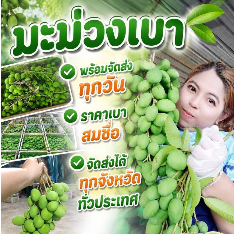 มะม่วงเบาสด 1 กิโลกรัมตัดสดใหม่