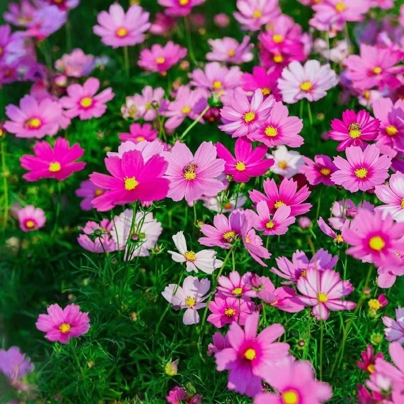 เมล็ดพันธุ์คอสมอส 100 เมล็ด มีแถม ขายส่งเจ้าใหญ่ ถูกที่สุด Flower seeds Color Cosmos Bonsai Seeds
