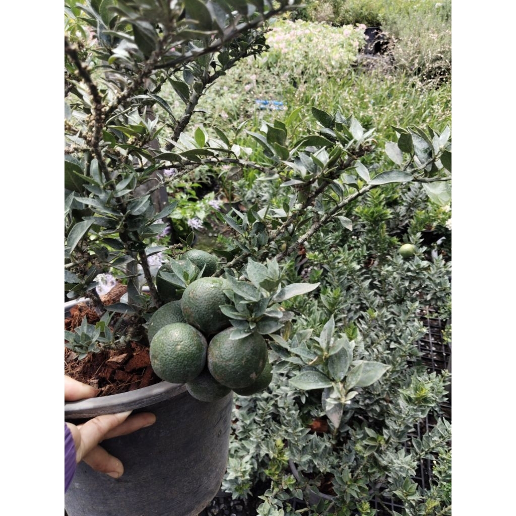 ส้มมหามงคล (ส้มเช้งมาเลย์) ส้มแห่งความโชคดี Lucky Orange หรือ Citrus Sinensis ไร้หนาม