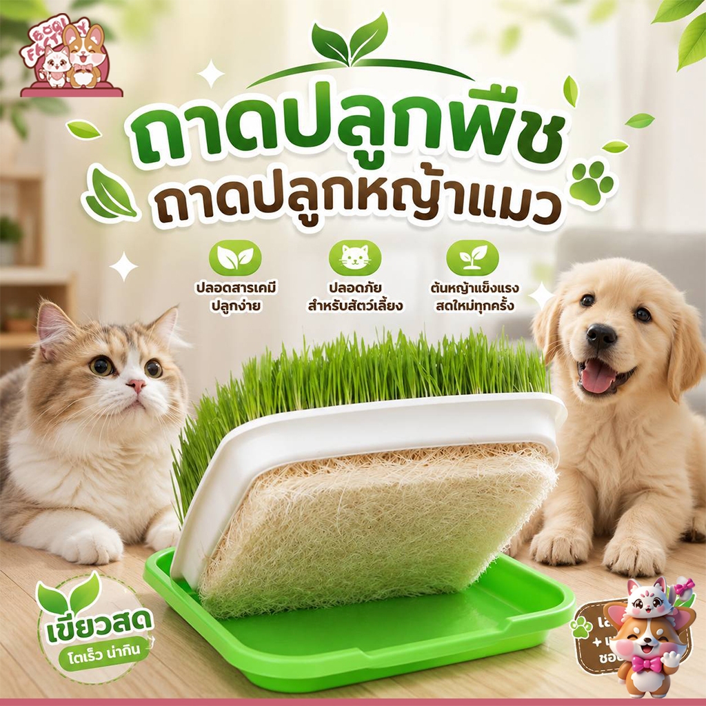 Boqi Factory กระถางปลูกพืช หญ้า สําหรับสัตว์เลี้ยง แมว ขนมขบเคี้ยว กล่องปลูกพืช PET-003