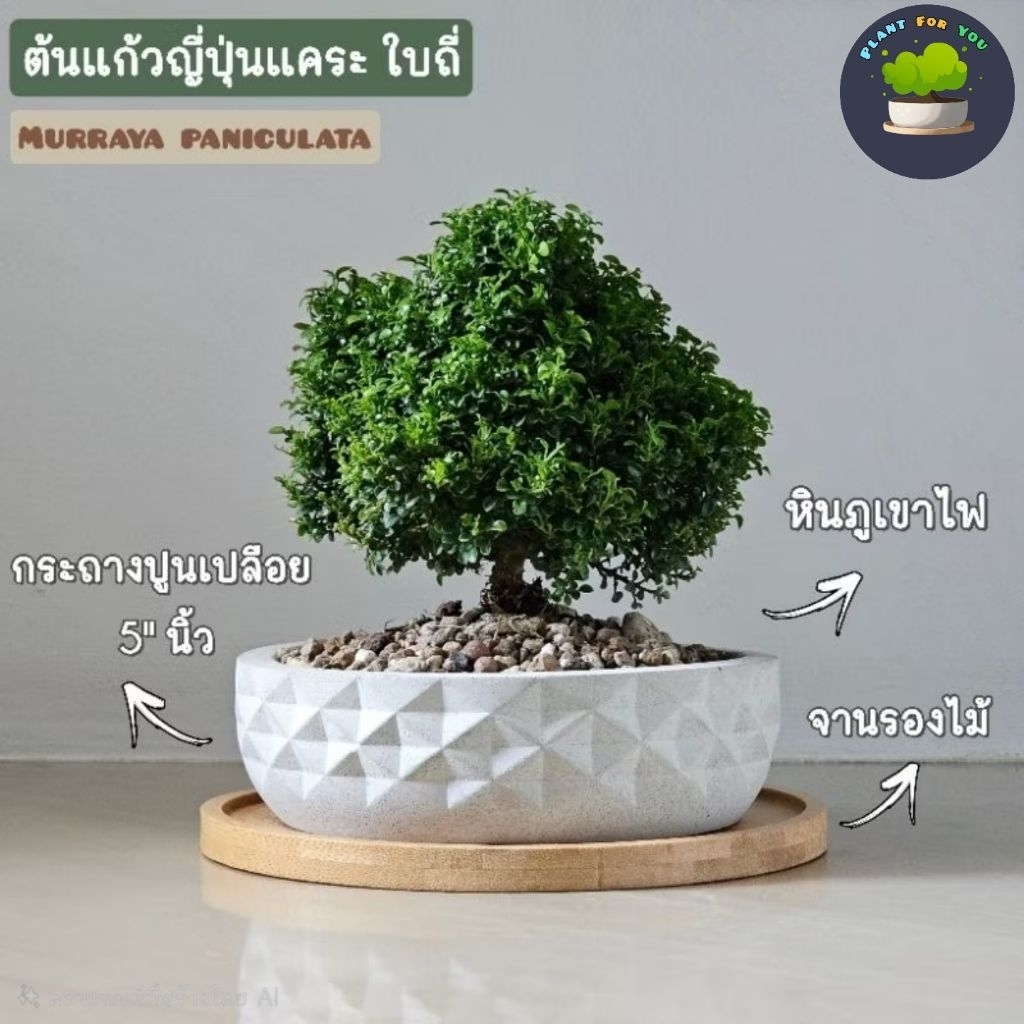 ต้นแก้วญี่ปุ่นแคระ Murraya paniculata (L.) Jack. พร้อมกระถาง+จานรอง+หินกรวด PLANT FOR YOU