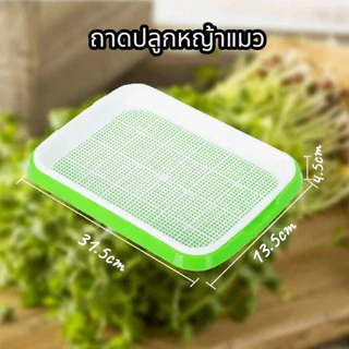 Thai.th กระถางปลูกพืช หญ้า สําหรับสัตว์เลี้ยง แมว ขนมขบเคี้ยว กล่องปลูกพืช PET-003
