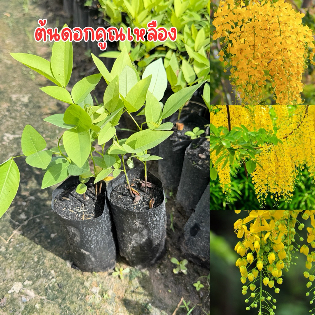 ต้นดอกคูณเหลือง ชุด4ต้น80บาท พร้อมส่ง พร้อมปลูก สูง20เซน