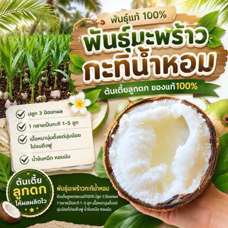 พันธุ์มะพร้าวกะทิเนื้อฟูๆ ของแท้100% เจ้าของสวนขายเอง