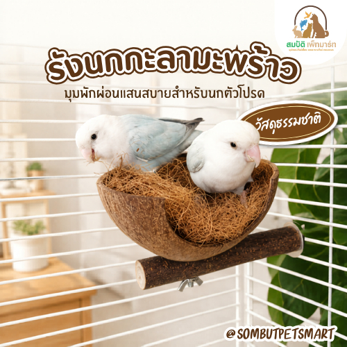 รังนกกะลามะพร้าว พร้อมคอนไม้ธรรมชาติ รังนกแขวนกรง บ้านนกธรรมชาติ ที่พักนกเล็ก สำหรับเลิฟเบิร์ด ฟอพัส หงส์หยก