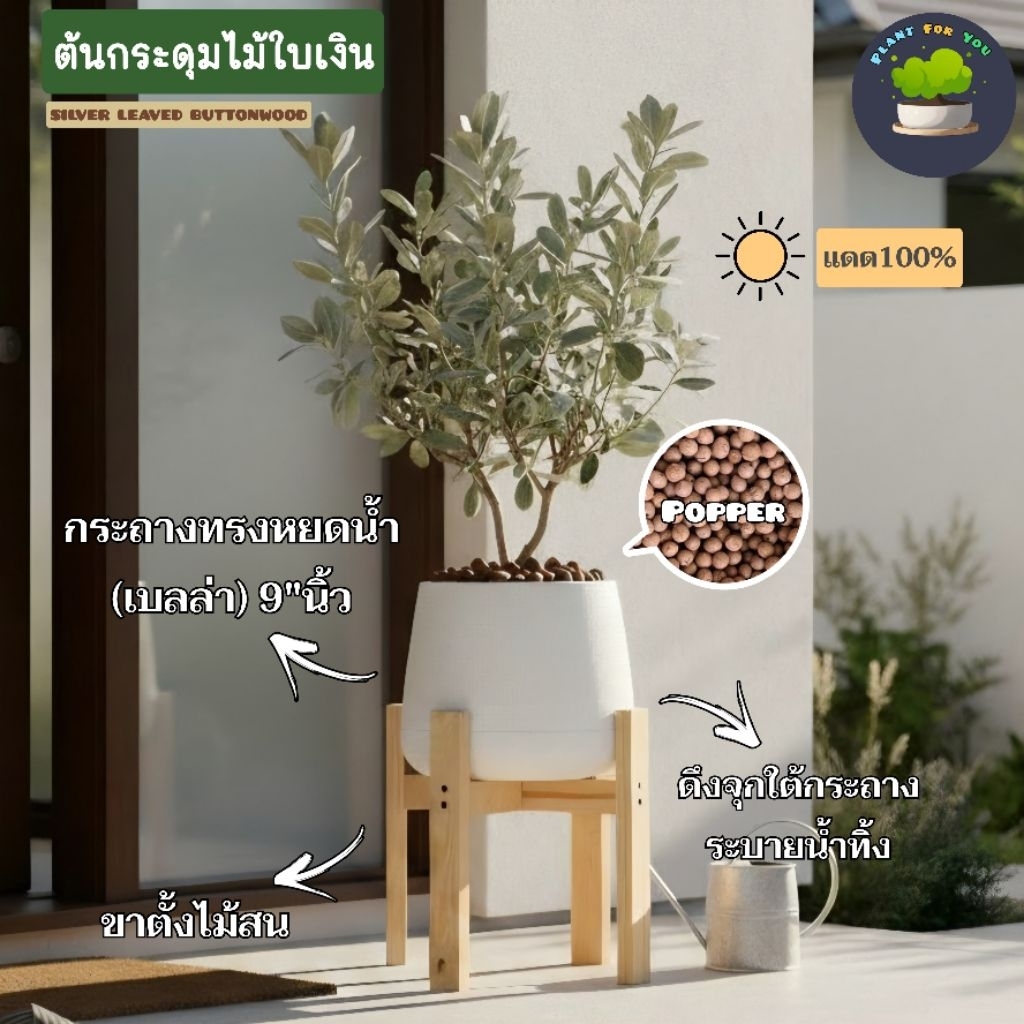 ต้นกระดุมไม้ใบเงิน (50-60cm) SILVER LEAVED BUTTONWOOD  พร้อมกระถางครบชุดพร้อมปลูก ปลูกประดับบ้าน/คอนโด/ร้าน/café/ออฟฟิศ