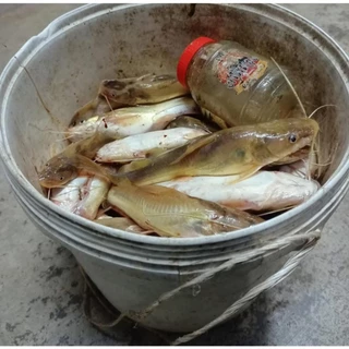 เหยื่อตกปลากด ม้ามตาหนวด (ของแท้ จัดไปวัยรุ่น) กินดี รีวิวแน่น