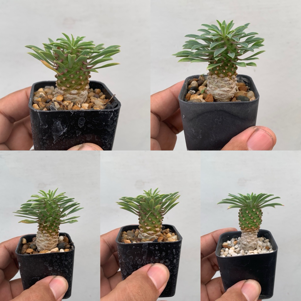 ยูโฟเบีย คิริน (Euphorbia Sotetsu Kirin) ปาล์มทะเลทราย