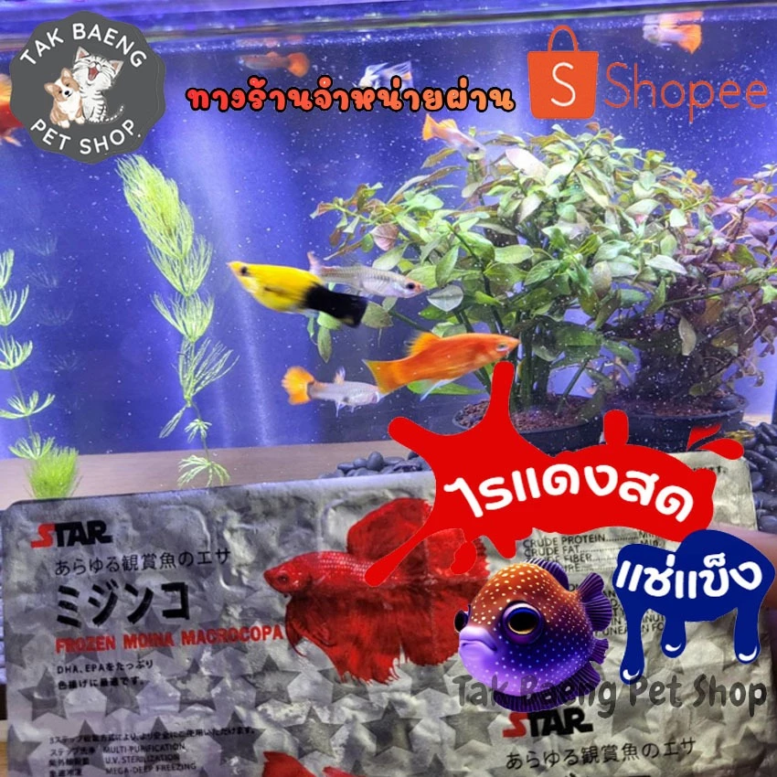 ส่งรวดเร็ว ไรฝุ่นแช่แข็ง หรือไรแดง ยี่ห้อ STAR 1 แผ่น มี 28 หลุม+ แถมฟรีเจลเย็น อาหารปลาแรกเกิด จำหน่ายผ่าน shopee