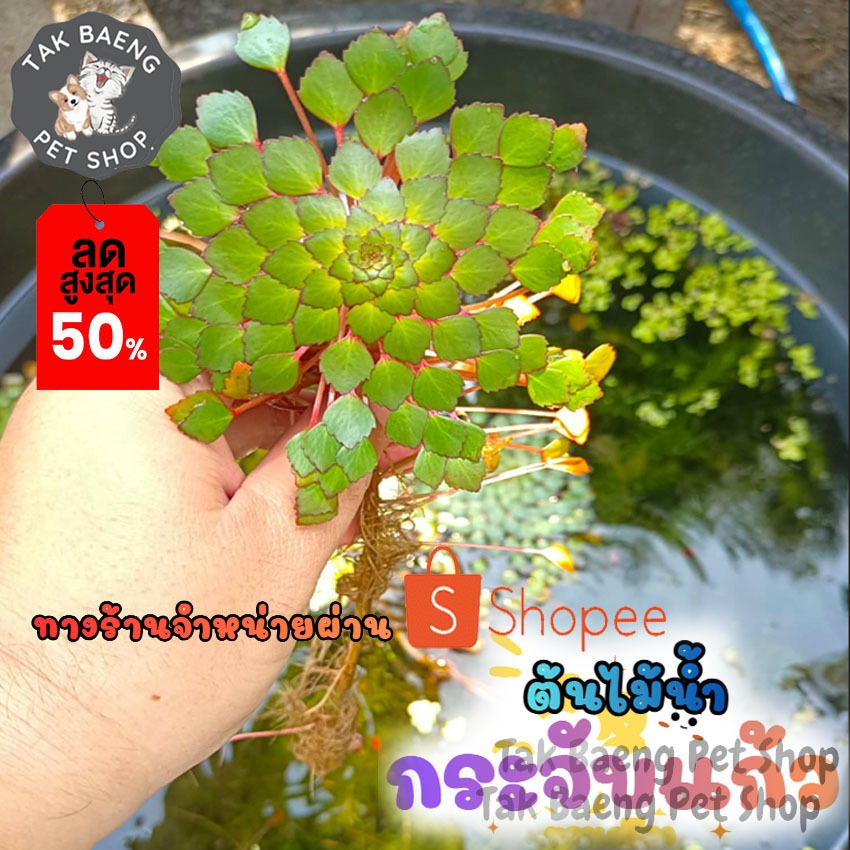 ต้นไม้น้ำ สำหรับเลี้ยงในตู้ปลา ในบ่อ ในอ่างปลา ต้นไม้น้ำ กระจับแก้ว กระจับญี่ปุ่น จำหน่ายผ่าน shopee