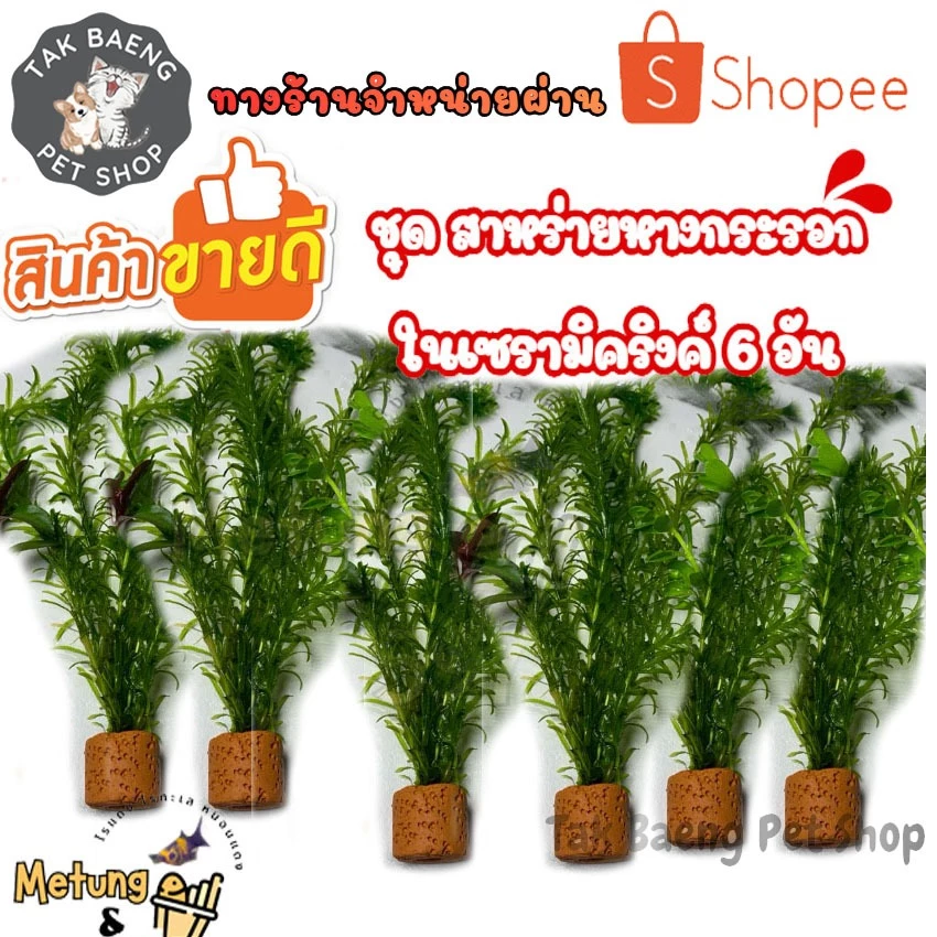 ชุด สาหร่ายหางกระรอก ต้นไม้น้ำ ไม้น้ำ ในเซรามิคริงค์ 6 อัน โปรโมชั่น แถม 4 อัน