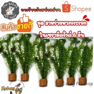 ชุด สาหร่ายหางกระรอก ต้นไม้น้ำ ไม้น้ำ ในเซรามิคริงค์ 6 อัน โปรโมชั่น แถม 4 อัน