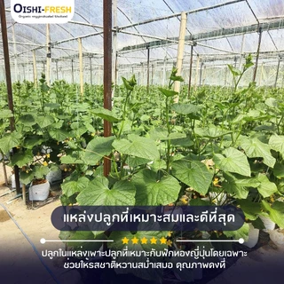 🚨ส่งด่วน🥢ร้านอาหาร🥬ฟักทองญี่ปุ่น ปลอดสารพิษ 10 กก. ผักร้านอาหาร ผักยกลัง ผักราคาส่ง ผักชาบู ผักโรงแรม ส่ง 24 ชม.