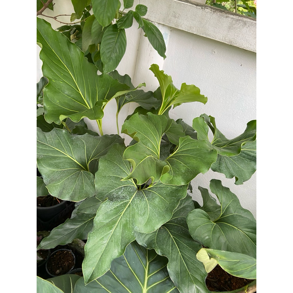 หน้าวัวบราวนี่อาย (Anthurium brownii) หรือที่นิยมเรียกว่าหน้าวัวหูช้าง เป็นไม้ประดับใบหายากโดดเด่นด้วยใบขนาดใหญ่รูปหัวใจ