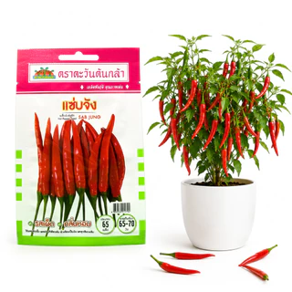 เมล็ดผักซอง ตราตะวันต้นกล้า เมล็ดผักคุณภาพดี (**ผักซอง**) เมล็ดผักบุ้ง ผักสลัด พริก ผักชี แตงกวา