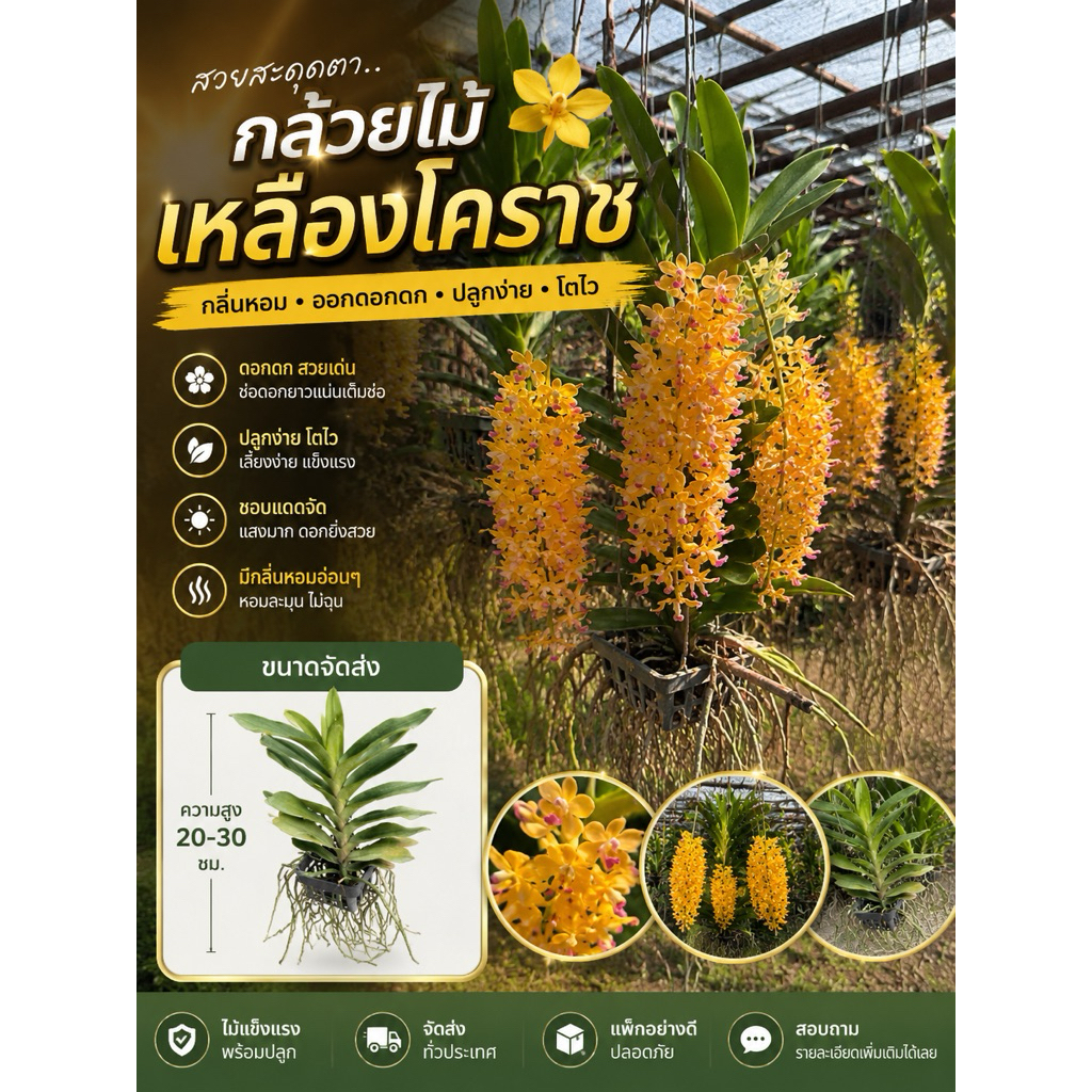 กล้วยไม้เหลืองโคราชขนาดต้นพร้อมให้ดอก ฤดูออกดอกเดือนมีนาคมเมษายน